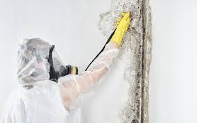 Best Mold Damage Restoration  in Park Hills, MO